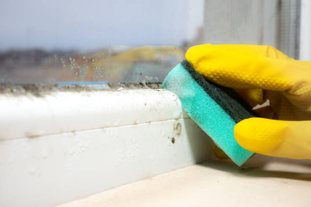 Mold Removal Process in Panacea, FL