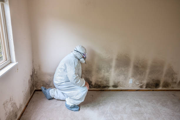 Best Commercial Mold Removal  in Panacea, FL